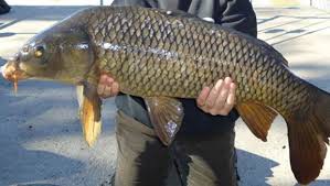 Carpa con chufa